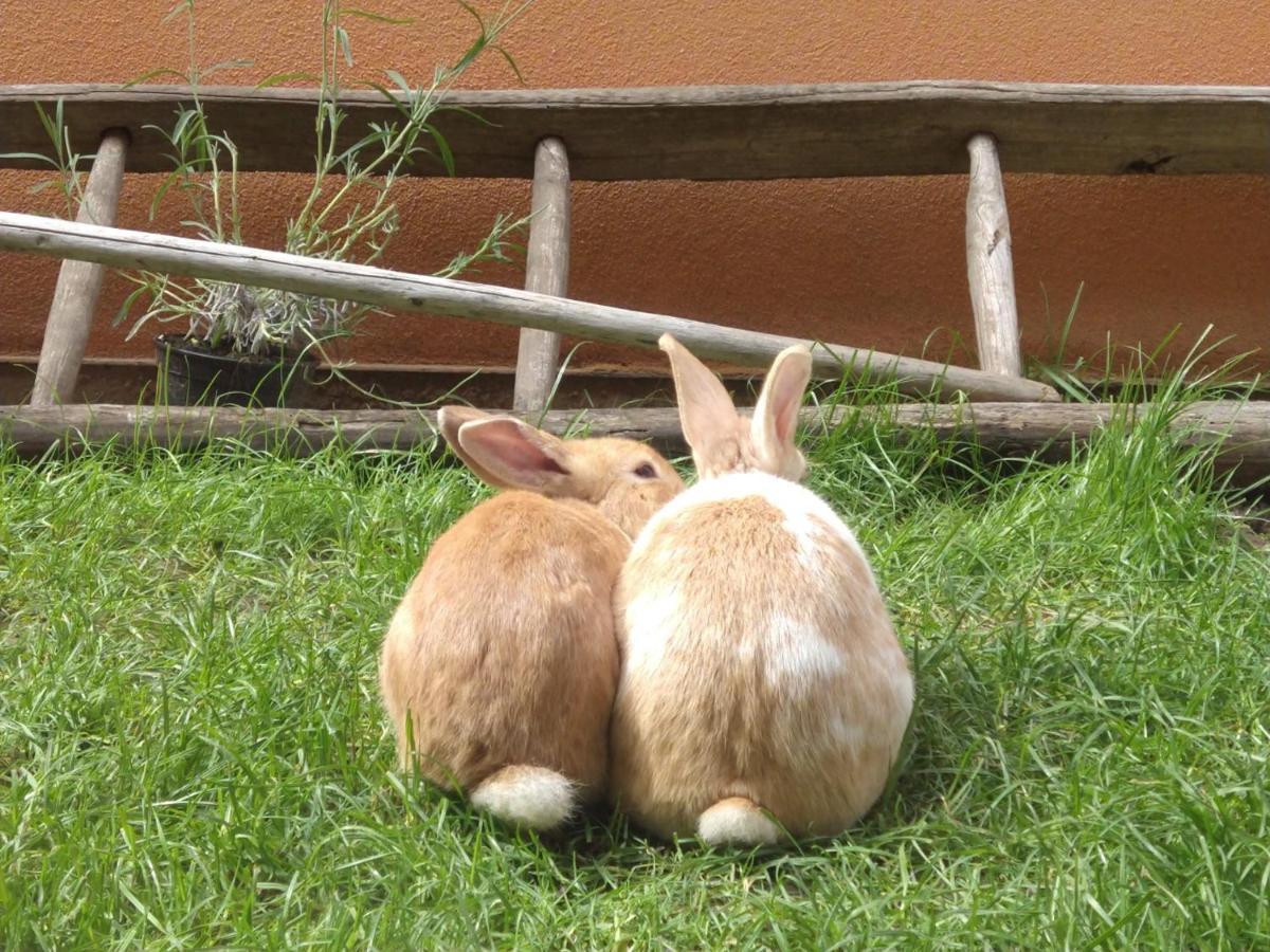 Agriturismo Verdecielo Padova Dış mekan fotoğraf