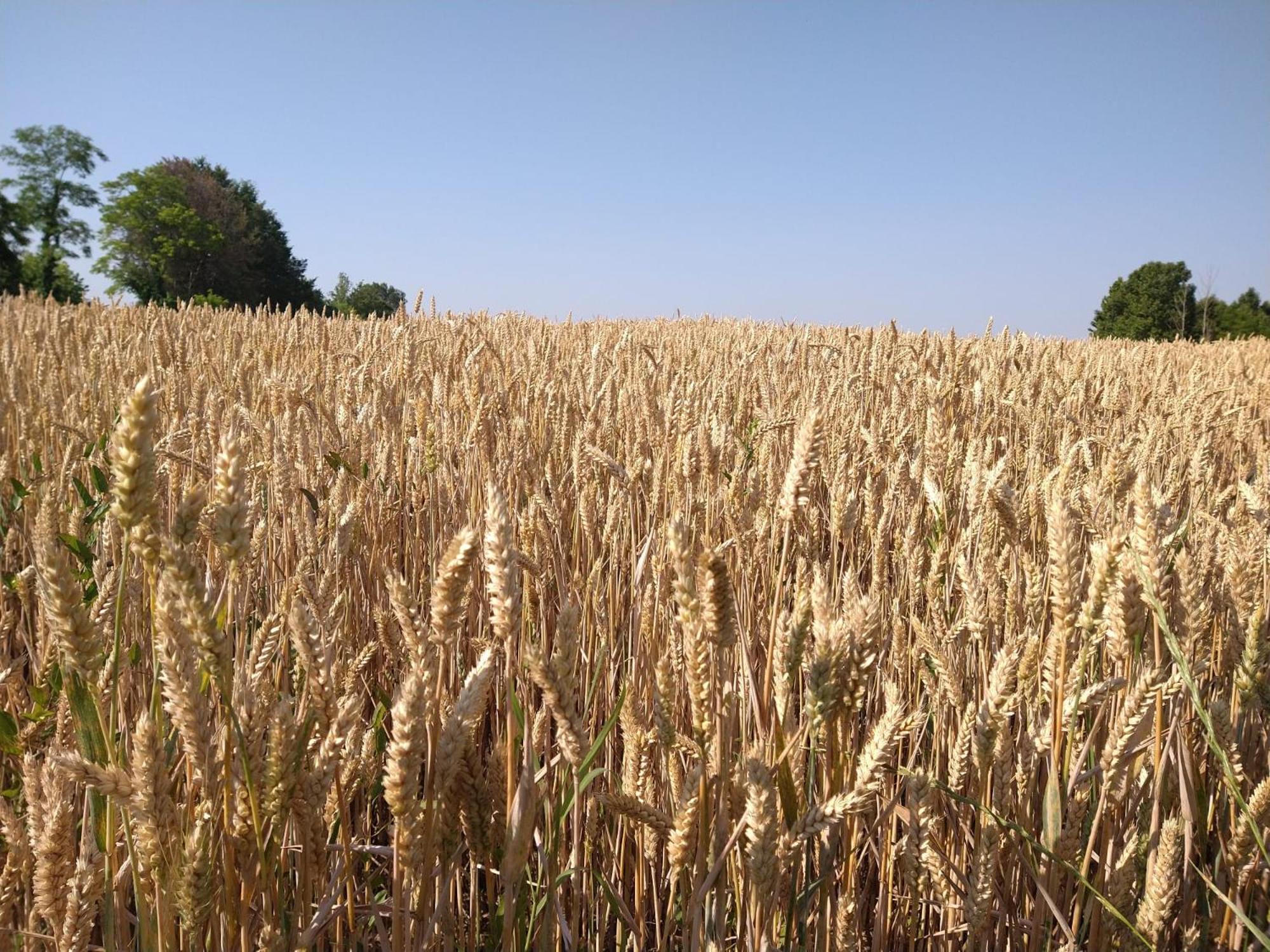Agriturismo Verdecielo Padova Dış mekan fotoğraf